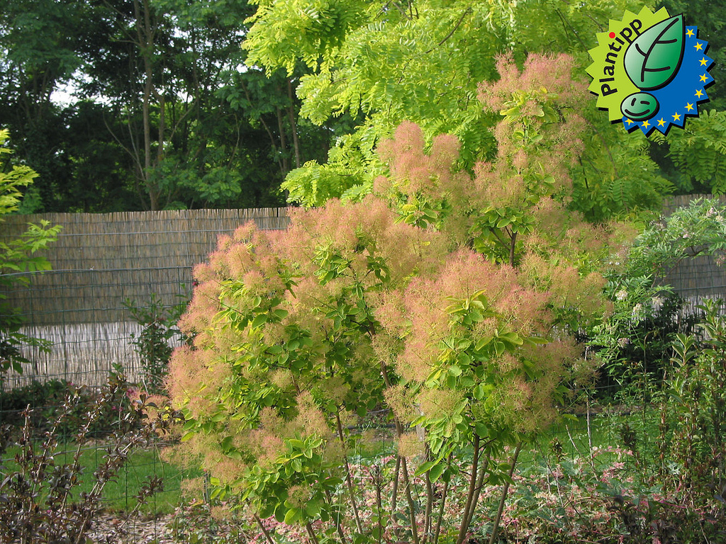 Smoke bush,Eurasian smoke tree